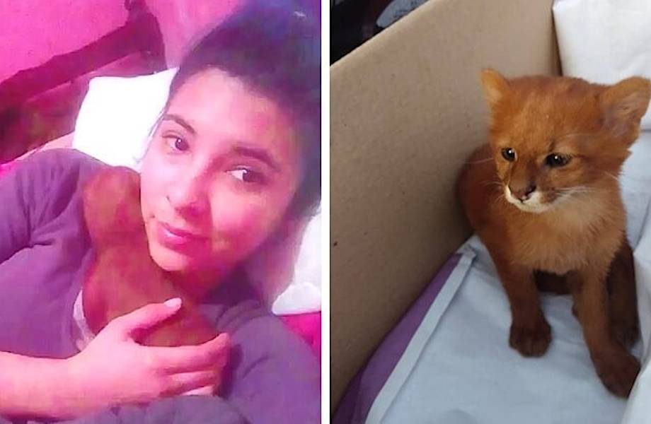 Девушка думала, что спасла необычайно красивого котенка, а тот оказался ягуарунди