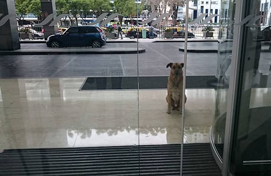 Бездомный пес постоянно встречал стюардессу у отеля, пока она не забрала его домой