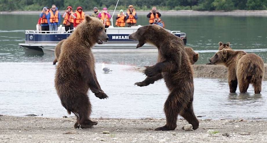 Фото дня: ​медвежий бойцовский клуб