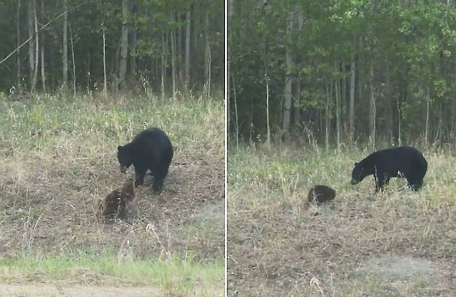Очевидец снял на видео драку медведя с бобром