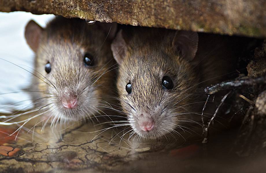Несчастье острова Гоф: мыши оказались страшнее, чем полагали ученые 