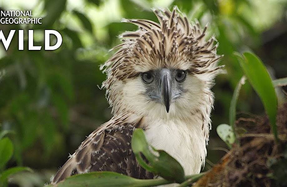 Кадры из жизни филиппинского орла, одной из самых редких и красивых птиц в мире