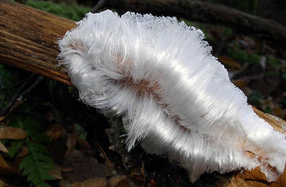 Почему в лесу растет «волосатый лед» — загадка, которую очень долго не могли разгадать