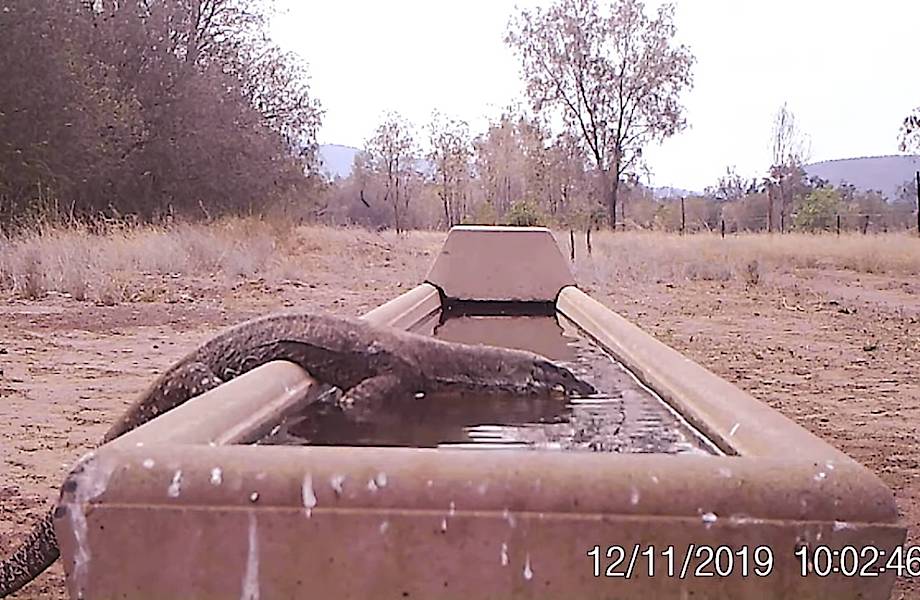 Скрытая камера показала, почему для животных в Австралии так важны резервуары с водой