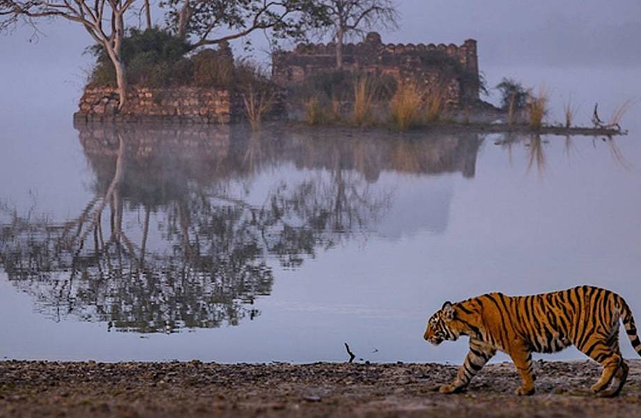 Кадр на миллион: бенгальский тигр на фоне древних руин