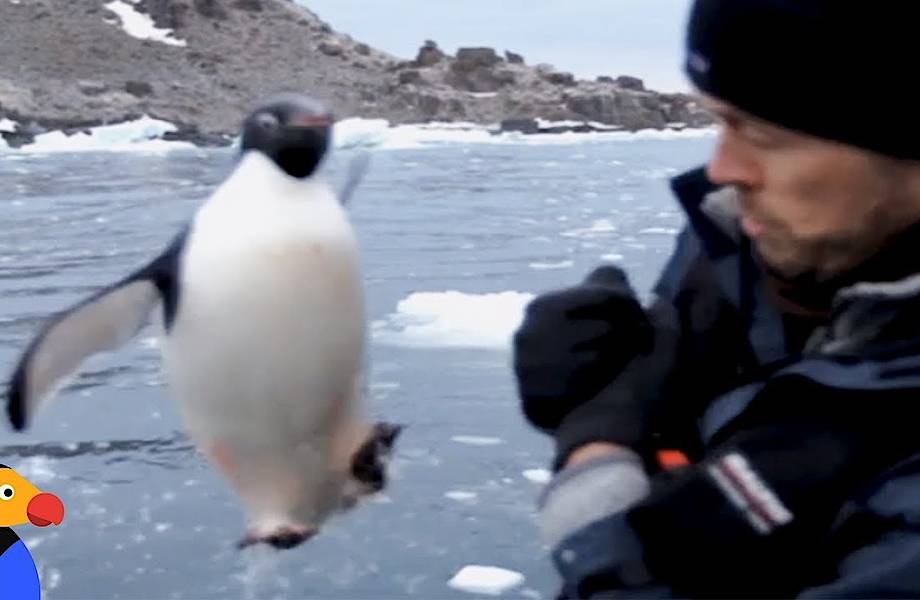 Видео: Пингвин перепугал человека, неожиданно запрыгнув к нему в лодку 