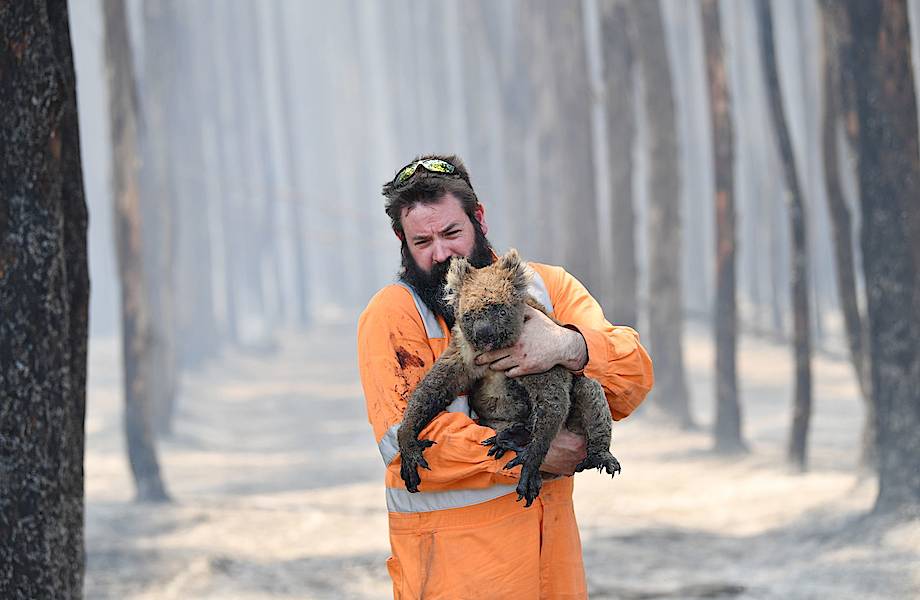 16 реальных фотографий, которые показывают весь ужас пожаров в Австралии