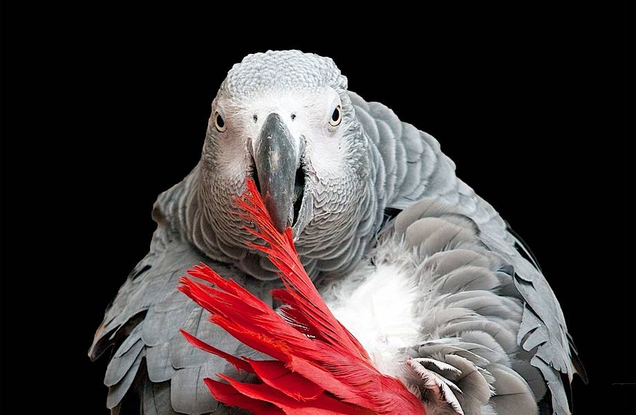 Бери, друг: серые попугаи оказались настоящими альтруистами и удивили ученых 