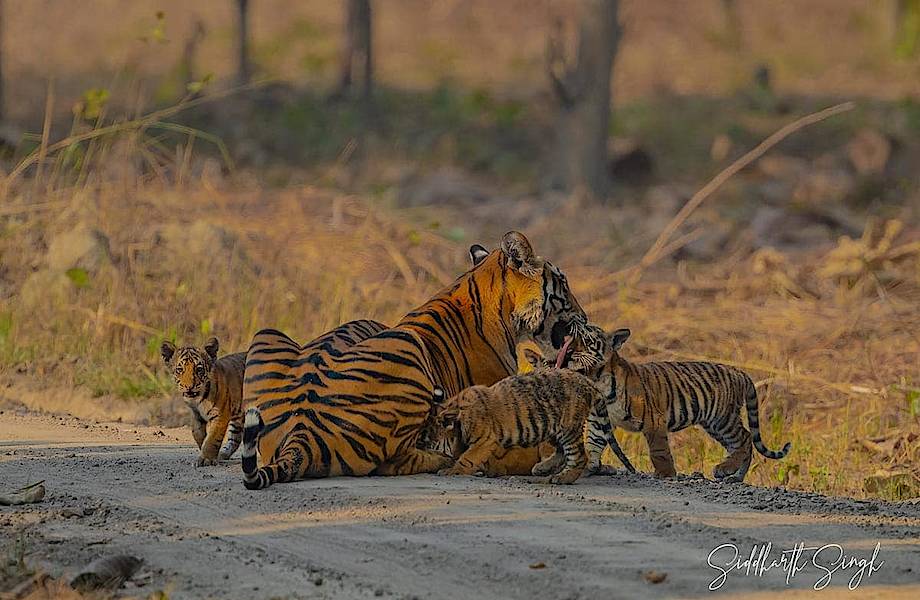 Чудесные снимки тигрицы с ее пятью детенышами 