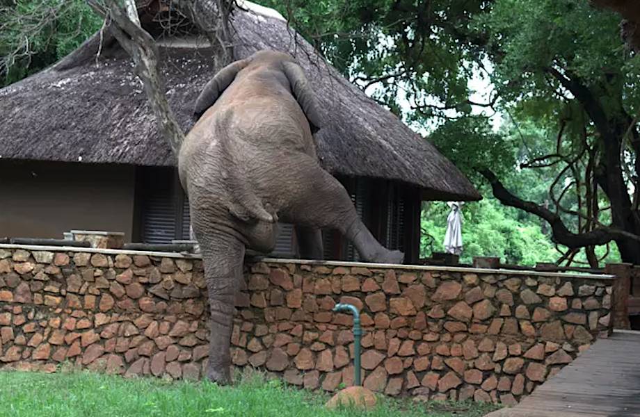 Огромный слон перелез через забор, чтобы украсть манго