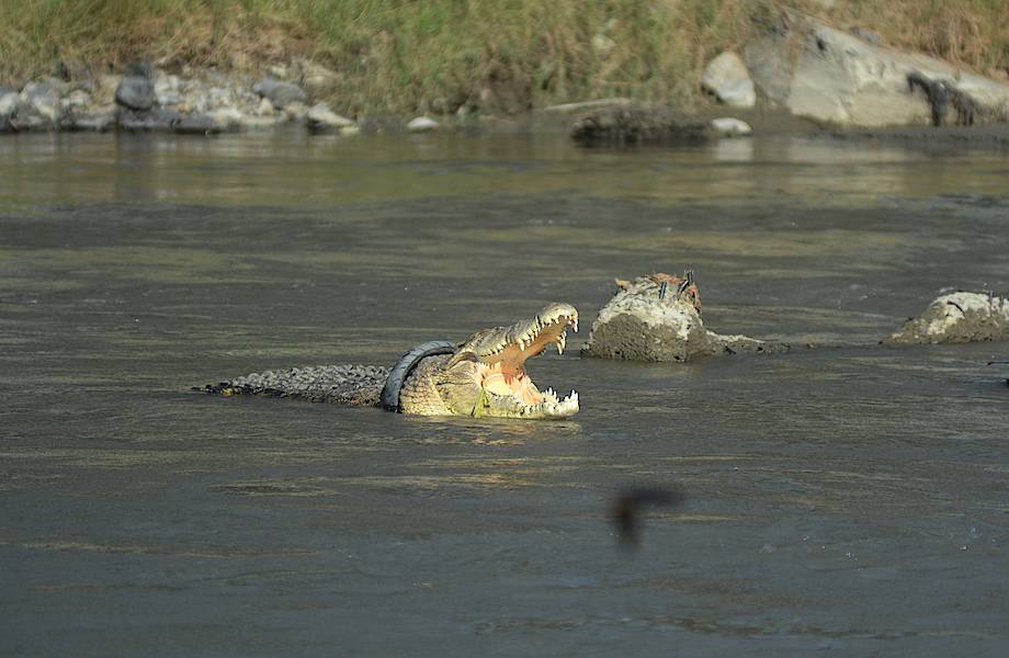 Крокодил в Индонезии три года живет с шиной на шее, и люди не знают, как его спасти