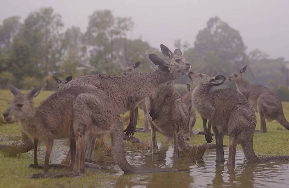 Видео: Как австралийские животные радуются дождю