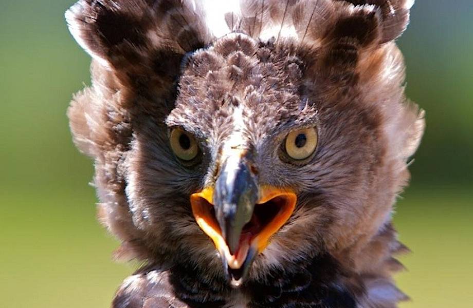 Венценосный орел — самая опасная птица Африки, которая нападает даже на  человека
