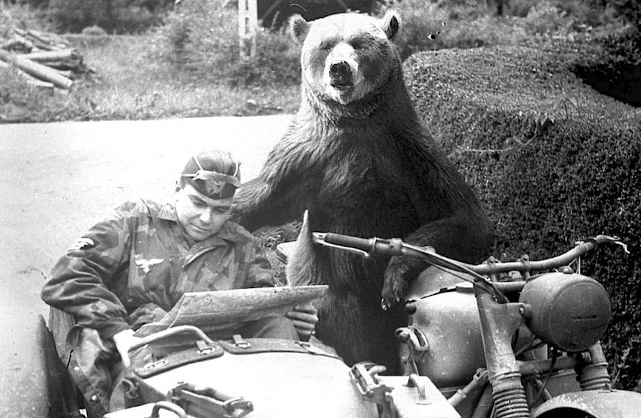 Как медведь служил в польской армии во время Второй мировой войны