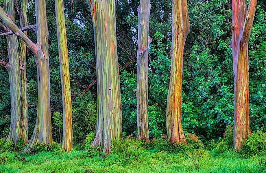 Экзотические деревья, которые умеют превращаться в радугу