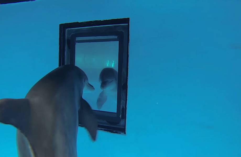 Видео: Насколько умны дельфины — эти животные узнают себя в зеркале