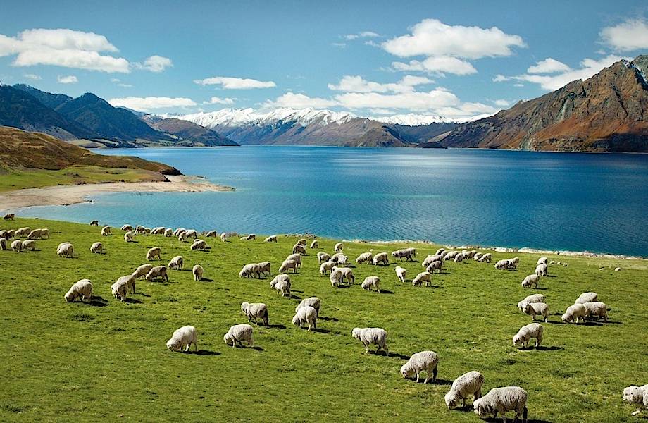 Разведение овец вместо промысла в море: жизнь в Гренландии меняется из-за потепления