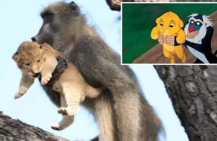 Видео: Бабуин усыновил львенка и ухаживает за ним — кадры словно из «Короля льва»