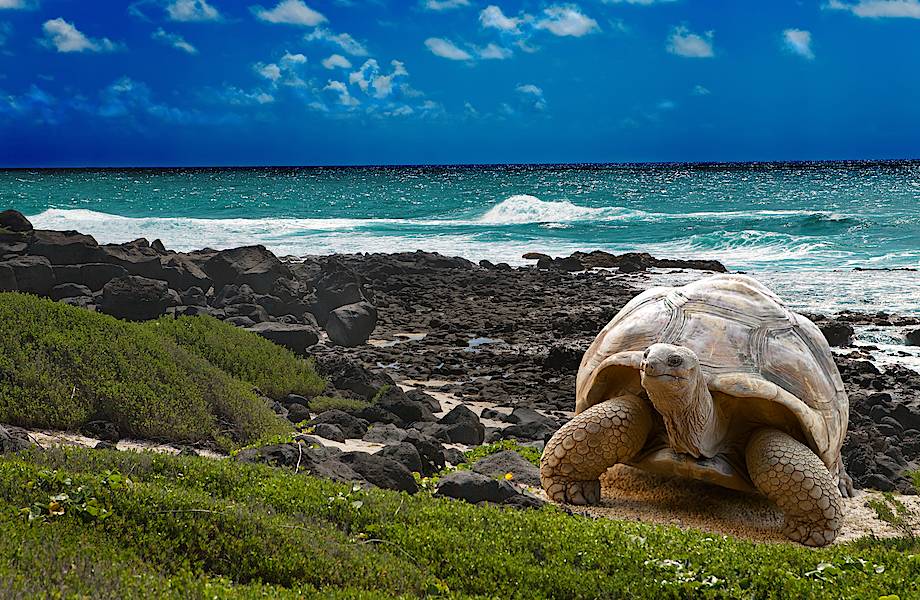 Неожиданная находка: Одинокий Джордж был не последней черепахой своего подвида