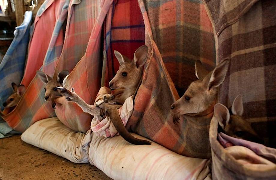 Австралийцы приютили у себя дома более 60 маленьких кенгуру и шьют для них сумки