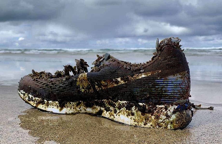 Каждый день уборщик пляжа находил новые кроссовки и лишь спустя год разгадал эту тайну