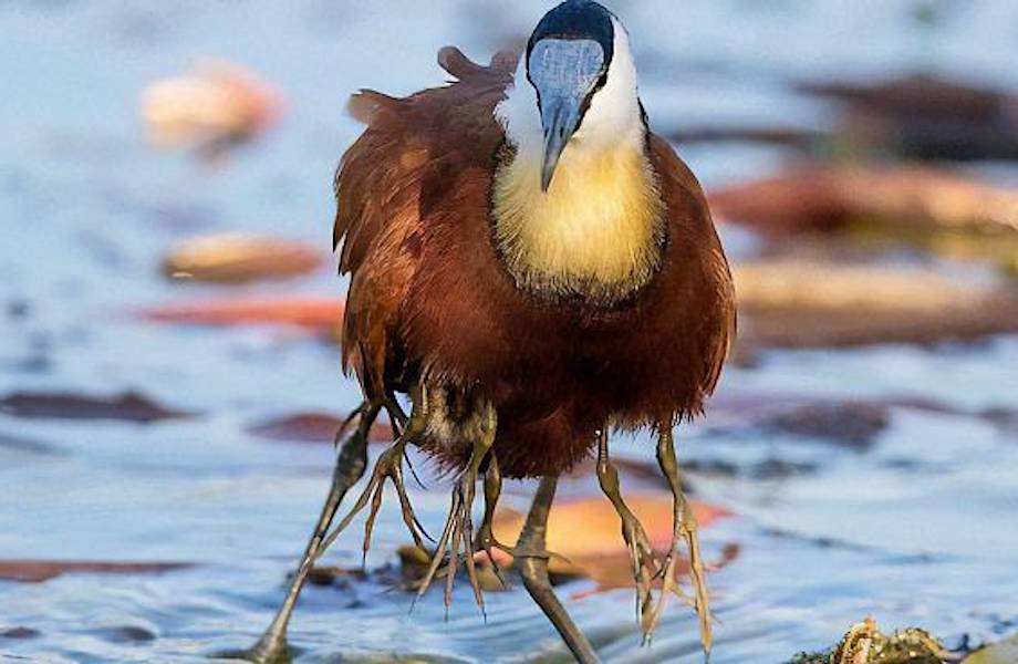 Забавные фотографии африканской яканы, птицы, у которой иногда бывает по десять ног