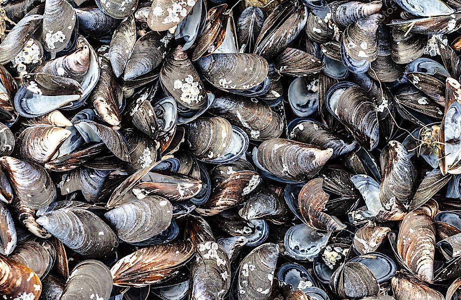 На пляже в Новой Зеландии обнаружили моллюсков, которые сварились в воде океана