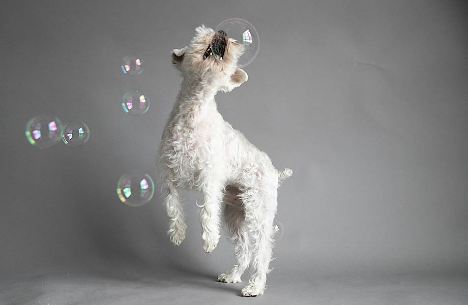 Забавные фотографии собак, весело играющих с мыльными пузырями