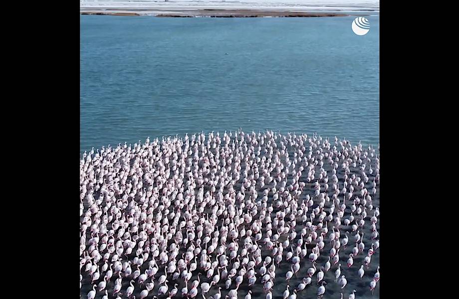 Танец розовых фламинго: стаю птиц сняли с дрона на озере Караколь