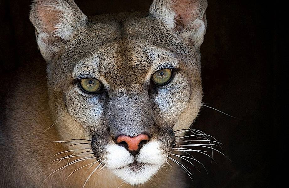 10 самых редких диких кошек на планете, которые скоро могут исчезнуть