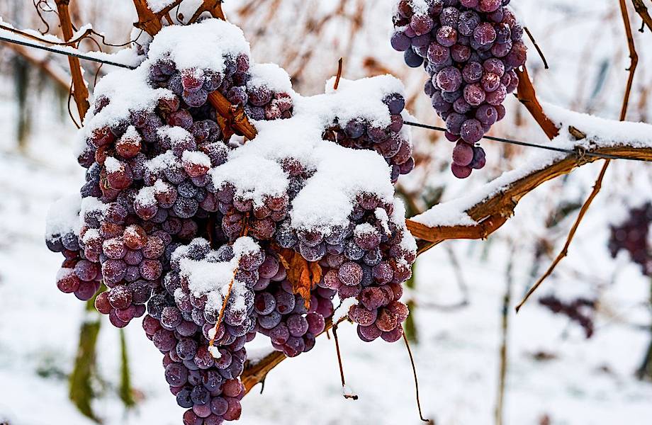 Кризис ледяных вин: почему немецкие виноделы не рады мягкой зиме и потеплению