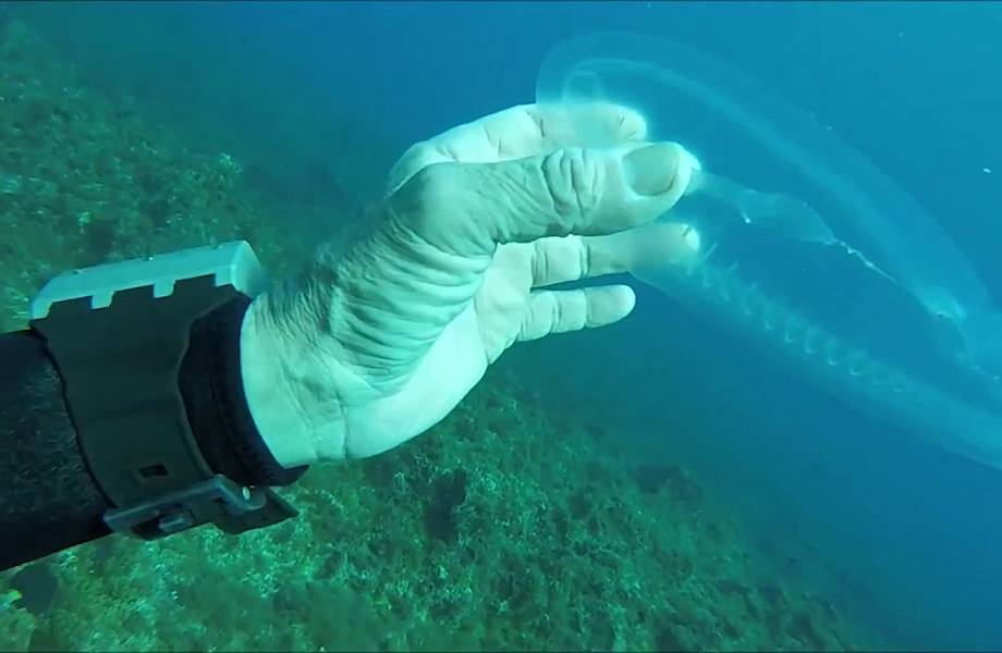 Морской призрак — дайвер снял на видео свою встречу с таинственным подводным существом