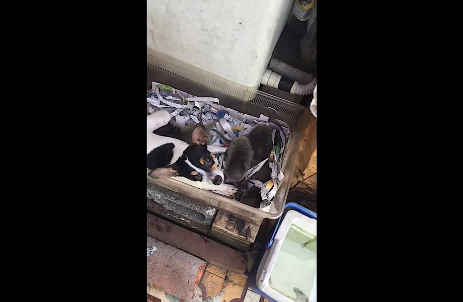 Видео: Чихуахуа усыновила четырех енотов