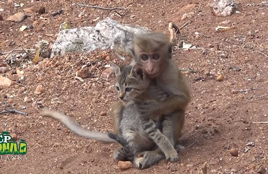 Трогательное видео: Мартышка хочет приютить котенка и пытается затащить его на дерево