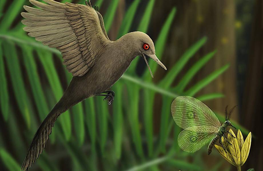В янтаре нашли останки самого маленького динозавра: он был размером с колибри