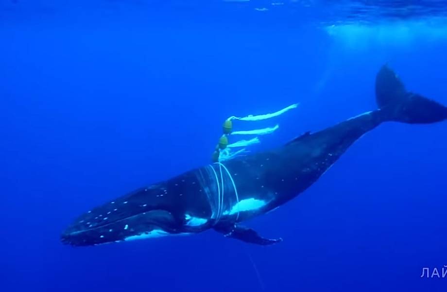 Видео: Как плачет кит, когда попадает в сети 