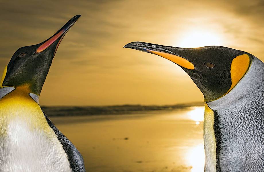 Загадка острова Кошон: куда исчез миллион королевских пингвинов