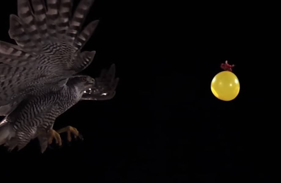 Видео: Ястреб атакует воздушный шар в замедленной съемке