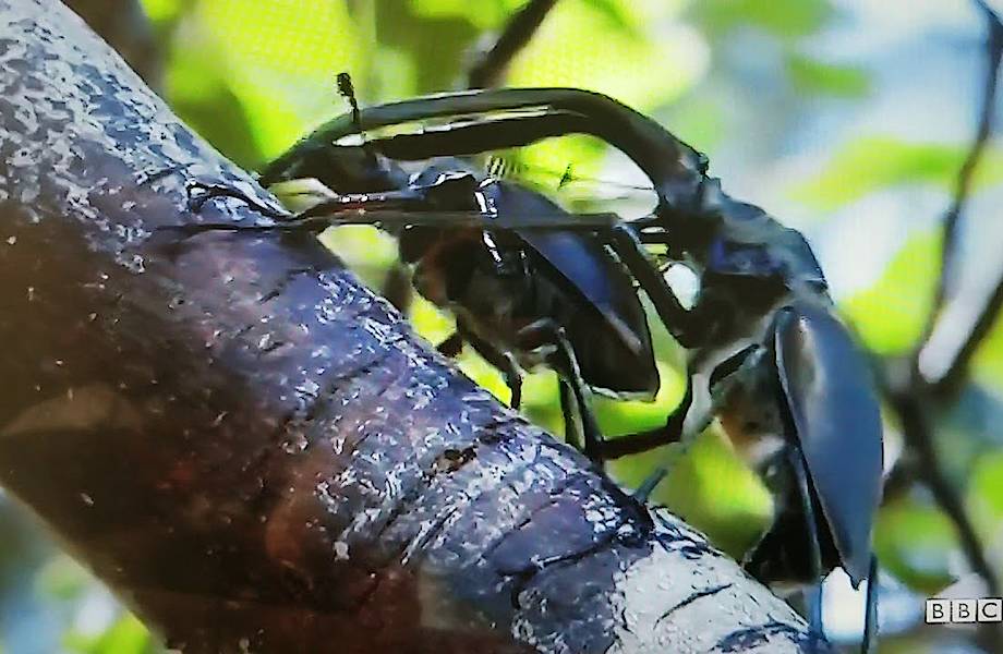 Чудесный ролик от ВВС: жук-олень неожиданно сбрасывает подружку с дерева