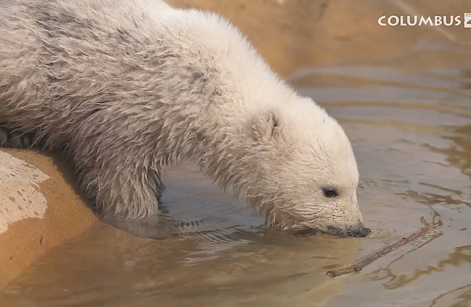 Видео: Как белая медведица учит своего медвежонка плавать
