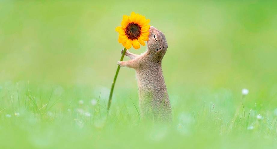 Фото дня: белка наслаждается цветком
