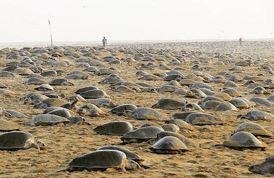 Тысячи черепах строят гнезда на опустевших пляжах