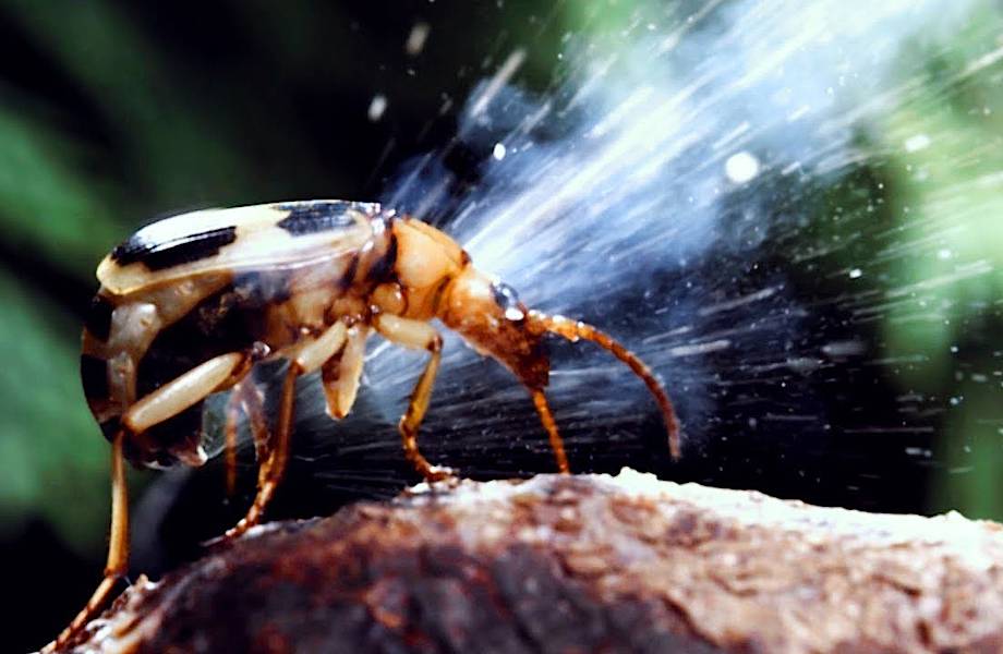 Видео: Как жук-бомбардир брызгает кислотой из своего хвоста