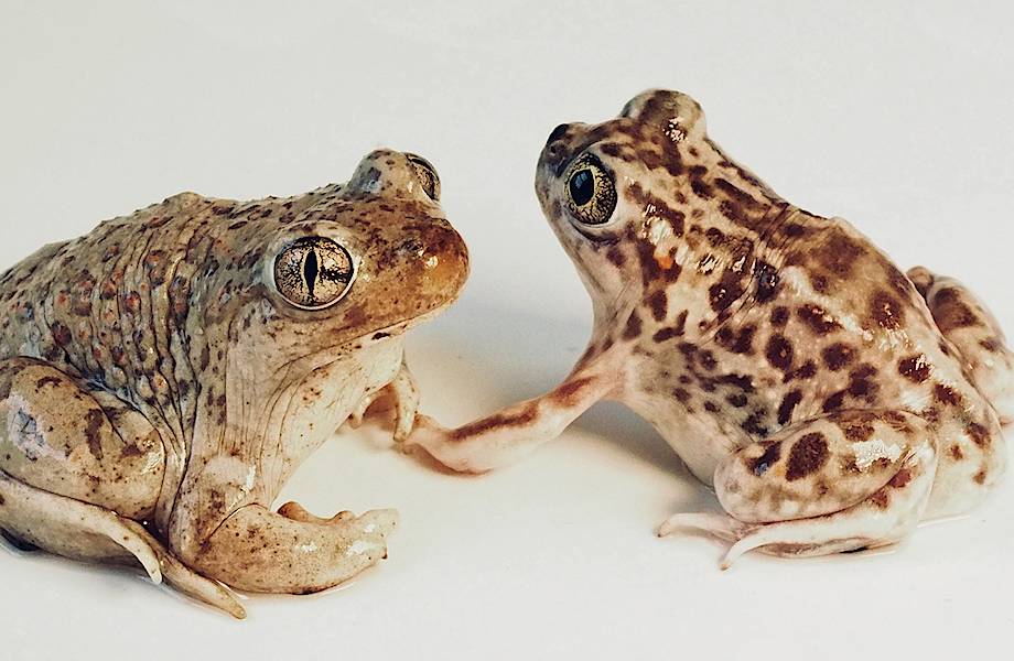 Самые умные жабы Северной Америки, которые предпочитают самцов другого вида 