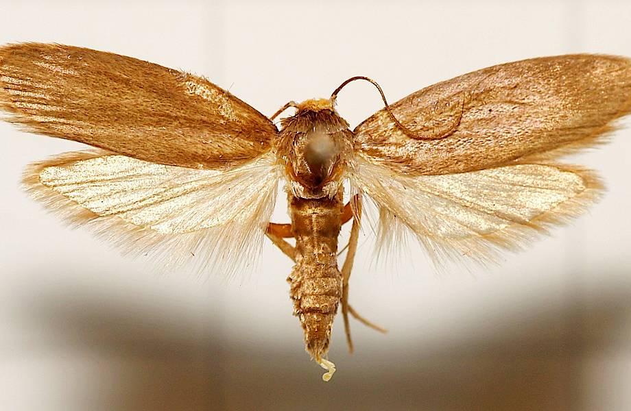 Как пчеловод случайно обнаружила насекомое, которое спасет планету от полиэтилена 