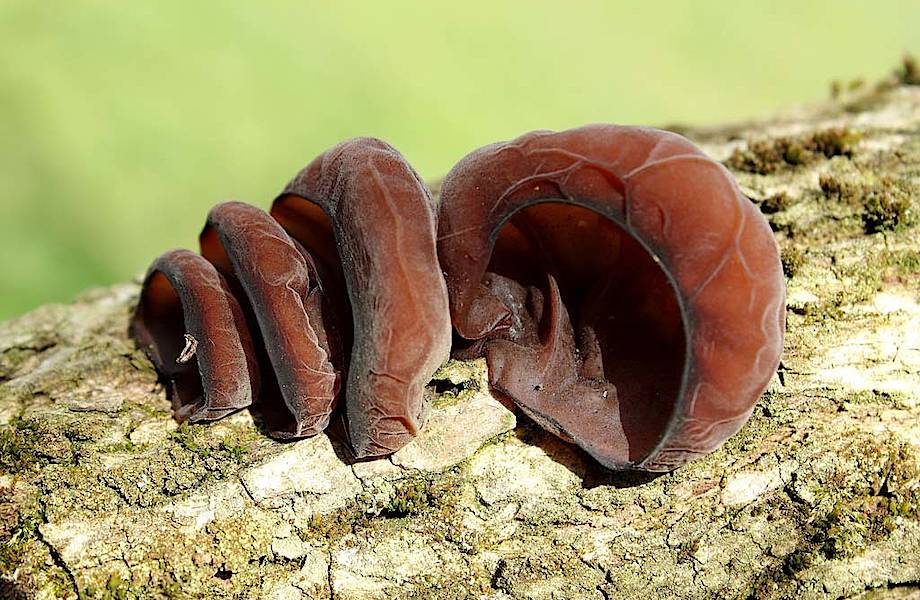 Уши Иуды — странные грибы, которые многие не боятся есть