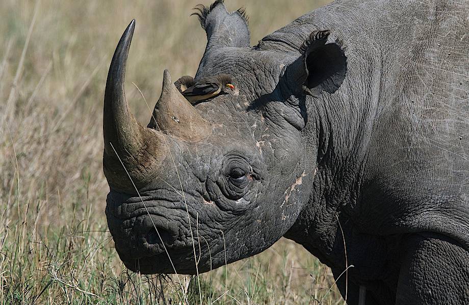 Как маленькие птички помогают носорогам прятаться от браконьеров