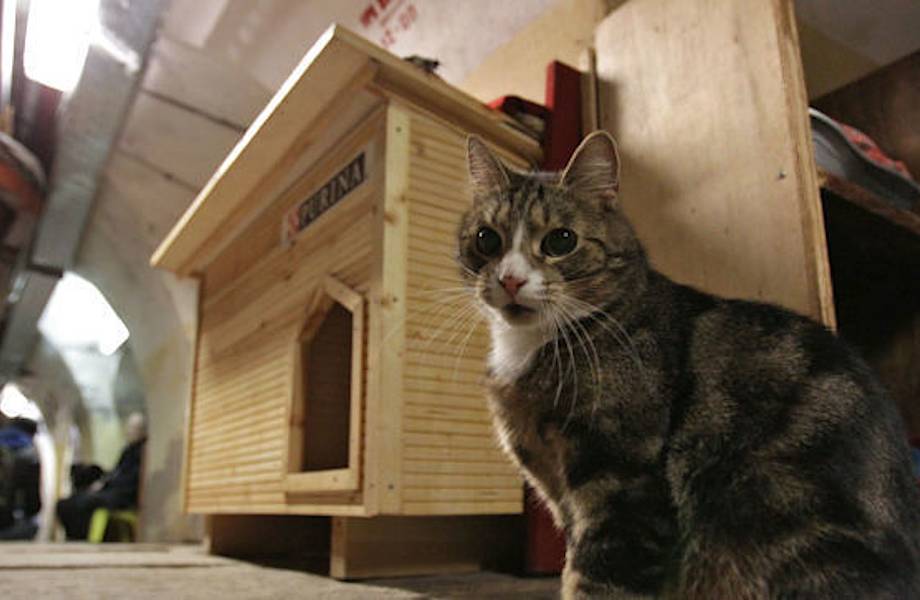 Видео: Жизнь котов в Эрмитаже во время самоизоляции
