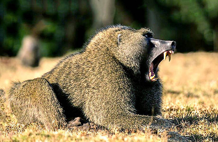 В чем сила бабуинов: как приматы наводят страх на львов, леопардов и людей в Африке