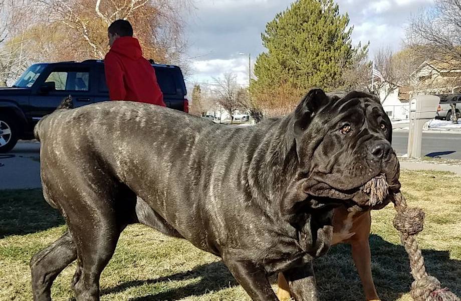 80-килограммовый щенок: как выглядит самая огромная собака на планете